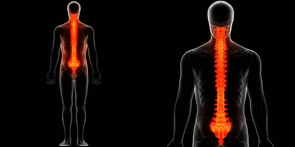 Vertebral Column Thoracic Vertebrae of Human Skeleton System Anatomy. 3D - Illustration