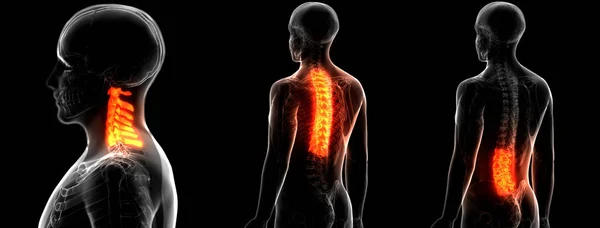 İnsan İskeleti Omurga Anatomisi (Servikal Omurga). 3D - Görüntü