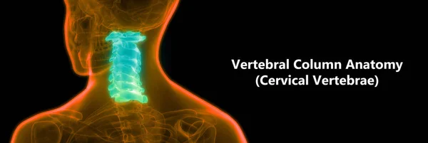 Spinal Cord Part Human Skeleton Anatomy Cervical Vertebrae Lateral View — ストック写真