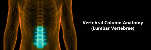 Médula Espinal Una Parte Anatomía Del Esqueleto Humano Vértebras Lumbares —  Fotos de Stock