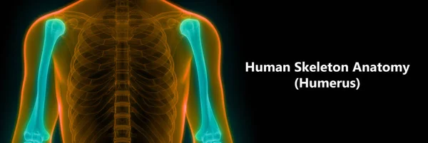 Human Skeleton Anatomy (Humerus) Posterior view. 3D - Illustration