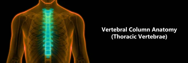 Σπονδυλική Στήλη Thoracial Vertebrae Ένα Μέρος Του Ανθρώπινου Σκελετού Ανατομία — Φωτογραφία Αρχείου