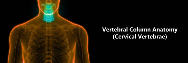 Espinal Medula Uma Parte Anatomia Esqueleto Humano Vértebras Cervicais Visão — Fotografia de Stock