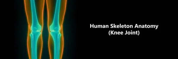Ανθρώπινο Σώμα Οστά Κοινά Οστά Γόνατο Joint Εικόνα — Φωτογραφία Αρχείου