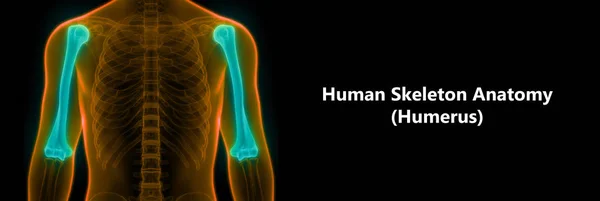 Human Skeleton Anatomy (Humerus) Posterior view. 3D - Illustration