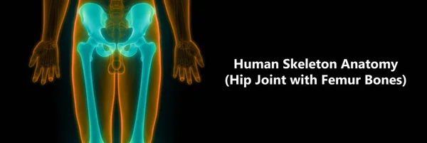 Human Body Bones Joint Pains (Leg Joints with Hip and Pelvis) - Illustration