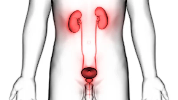 Human Urinary System Kidneys Bladder Anatomy Illustration — стокове фото