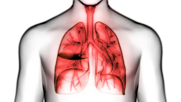 Anatomie Pulmonaire Système Respiratoire Humain — Photo