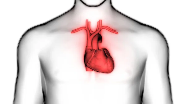 人类心脏解剖 — 图库照片