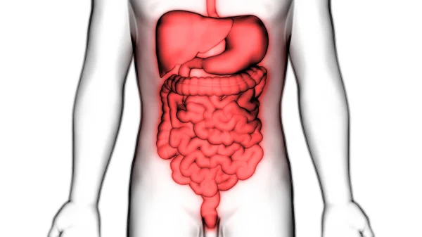 Sistema Digestivo Humano Anatomía Del Intestino Delgado Grueso — Foto de Stock