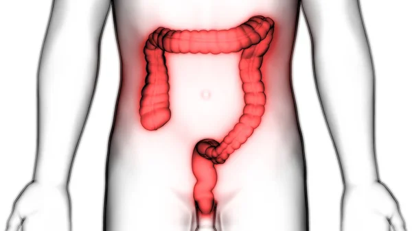 Menselijk Spijsverteringsstelsel Grote Intestine Anatomie Illustratie — Stockfoto