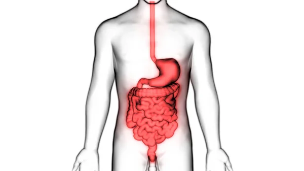 Human Digestive System Stomach Anatomy Anterior View — ストック写真