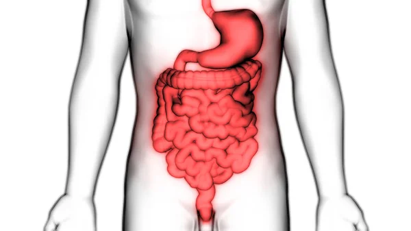 Human Digestive System Stomach Anatomy Anterior View Dalam Bahasa Inggris — Stok Foto