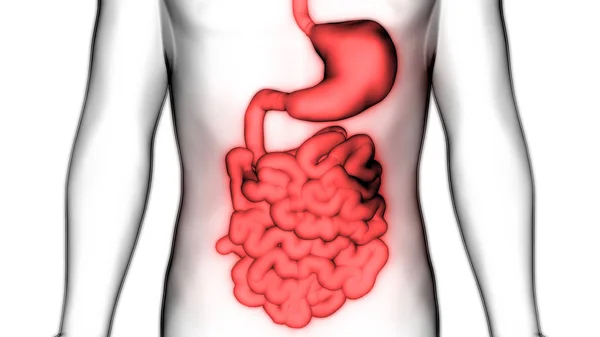 ヒト消化器系大小の腸内解剖学 — ストック写真