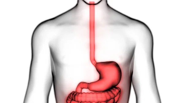 Human Digestive System Stomach Anatomy Anterior View Dalam Bahasa Inggris — Stok Foto