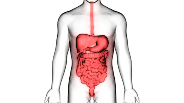 Nsan Sindirim Sistemi Geniş Nce Bağırsak Anatomisi Boyut — Stok fotoğraf