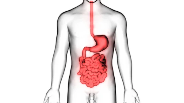 Human Digestive System Stomach Anatomy Anterior View — Stock Photo, Image