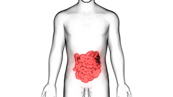 Anatomie Des Menschlichen Verdauungssystems Dick Und Dünndarm — Stockfoto