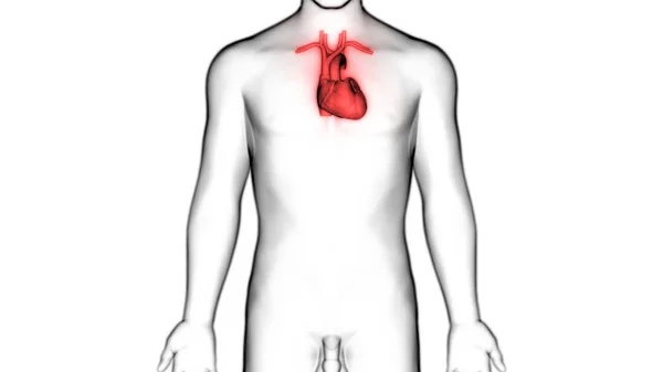 Nsan Kalbi Anatomisi Görüntü — Stok fotoğraf