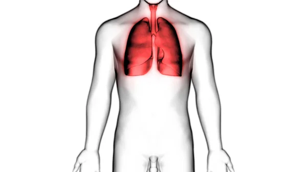 Nsan Solunum Sistemi Akciğerleri Anatomisi Boyut — Stok fotoğraf