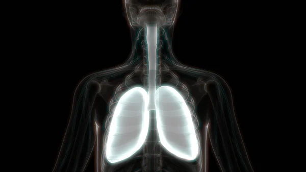 Anatomia Polmonare Del Sistema Respiratorio Umano — Foto Stock