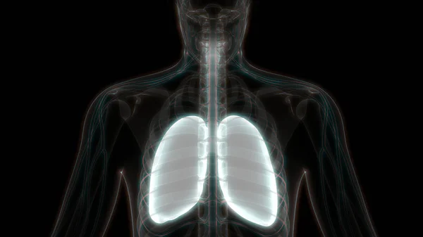 Human Respiratory System Lungs Anatomy — стокове фото