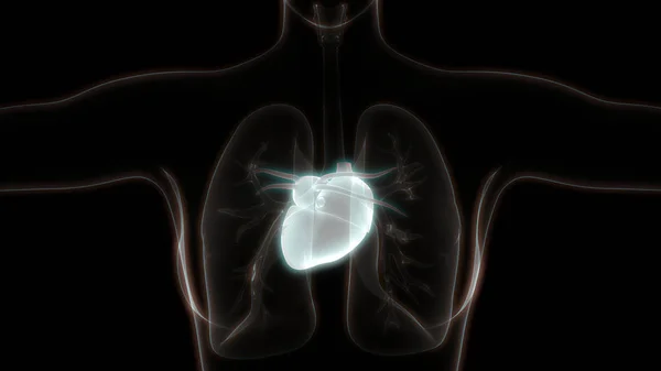 Anatomía Del Corazón Humano Ilustración —  Fotos de Stock