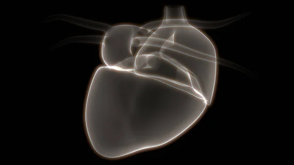 Human Heart Anatomy Illustration — Stock Photo, Image