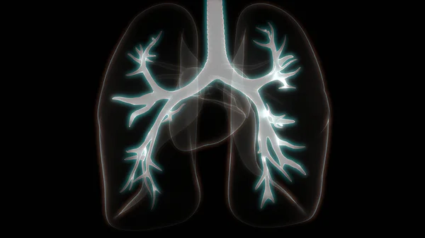 Anatomie Plic Lidského Dýchacího Ústrojí — Stock fotografie