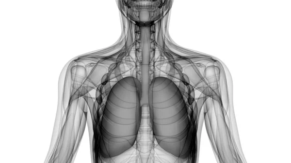 Nsan Solunum Sistemi Akciğerleri Anatomisi Boyut — Stok fotoğraf