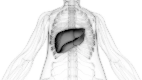 Human Internal Digestive Organ Liver Anatomy Inglés —  Fotos de Stock