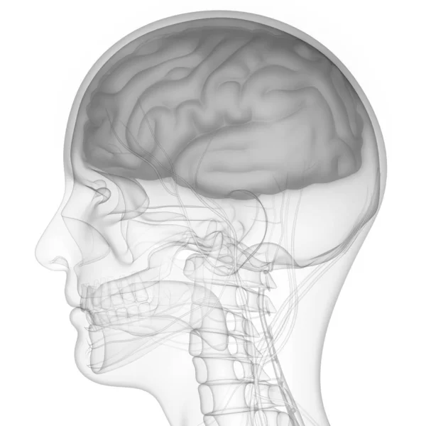 Mänsklig Hjärnanatomi Illustration — Stockfoto