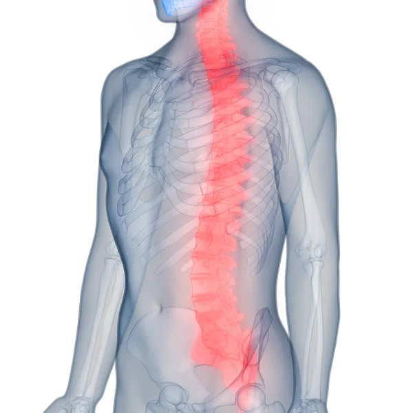 Human Skeleton Vertebral Column Anatomy. 3D - Illustration — Stock Image Human Skeleton Vertebral Column Anatomy Illustration Stock Picture