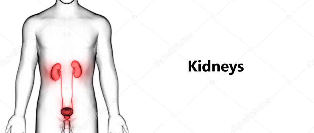 Human Urinary System Kidneys with Bladder Anatomy. 3D - Illustration