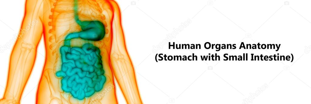ᐈ A digestive system stock pics, Royalty Free digestive system pictures