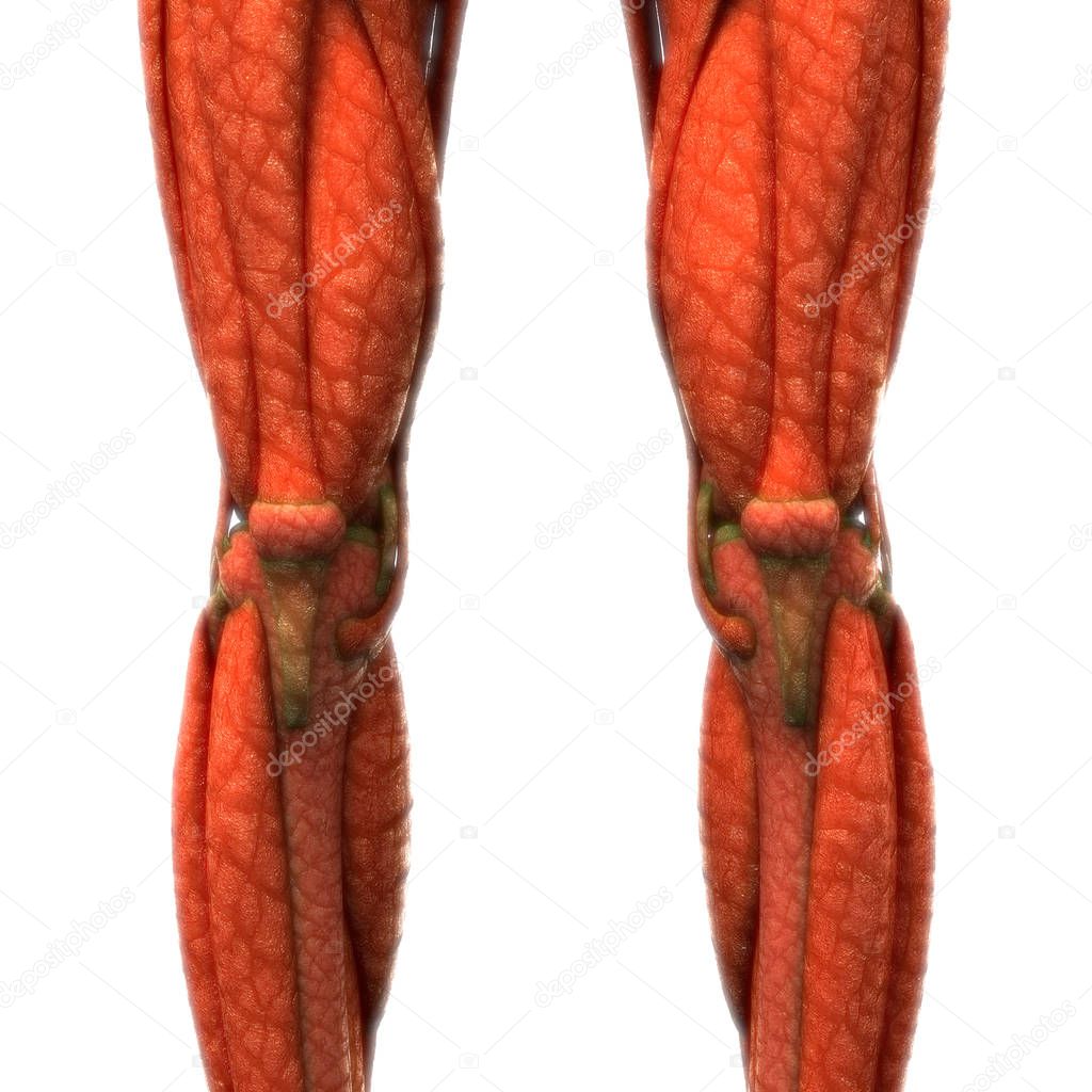 Human Legs Joints With Muscles Anatomy. 3D - Illustration