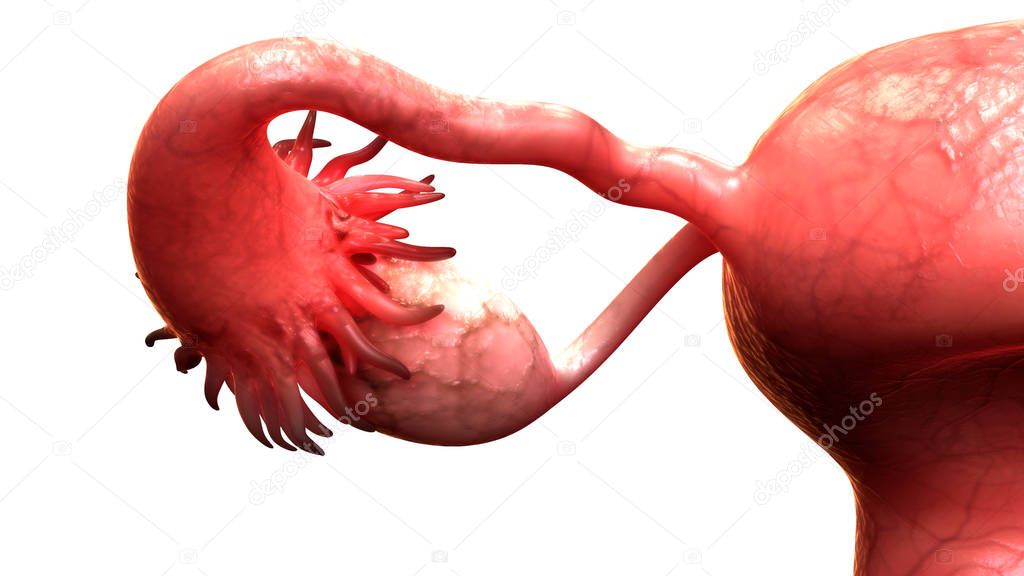 Female Reproductive System Anatomy. 3D - Illustration