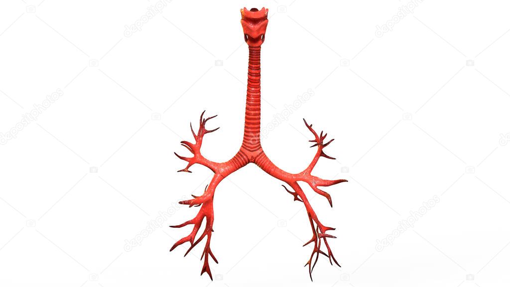 Human Respiratory System Lungs Anatomy. 3D - Illustration