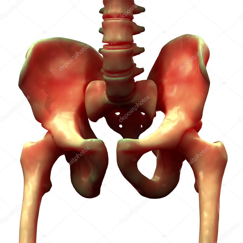 Human Skeleton Hip and Pelvis