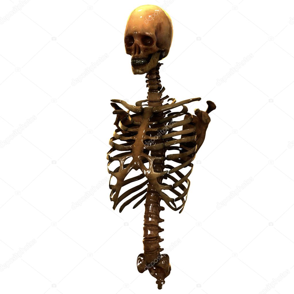 Human Skeleton System Axial Skeleton Anatomy Posterior View. 3D - Illustration
