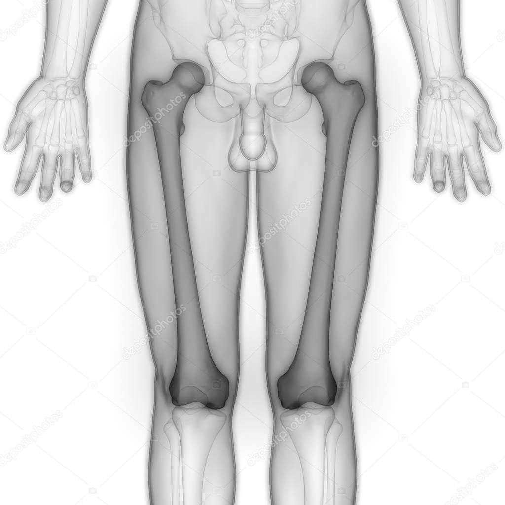 3D Illustration of Human Skeleton System Bone Joints Anatomy