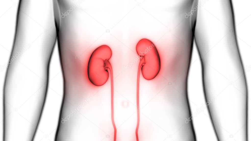 Human Urinary System Kidneys with Bladder Anatomy. 3D - Illustration