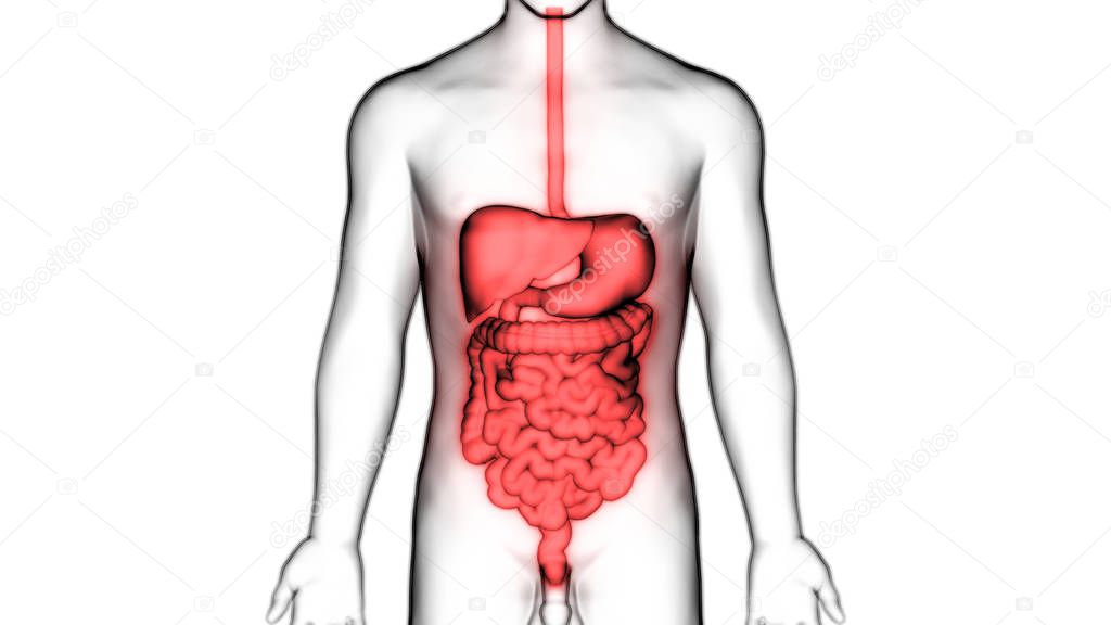 Human Digestive System Large and Small Intestine Anatomy. 3D