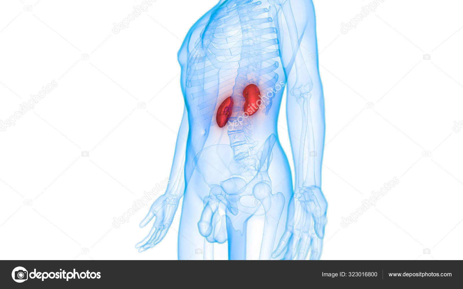 Urinary System Kidneys Anatomy Stock Photo by ©magicmine 323016800