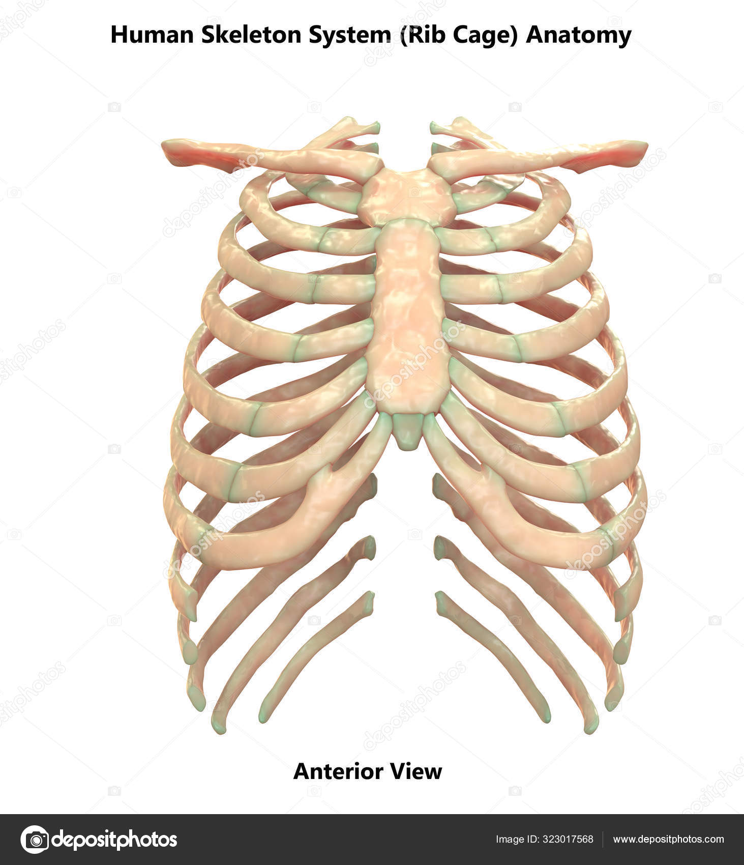 Human Skeleton System Axial Skeleton Anatomy Posterior View Stock Photo ...