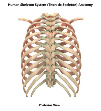 İnsan İskelet Sistemi Eksensel İskelet Anatomisi Posterior View. 3d 