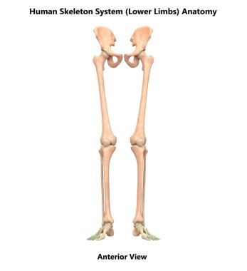 İnsan iskelet sistemi kalça kemiği anatomisi