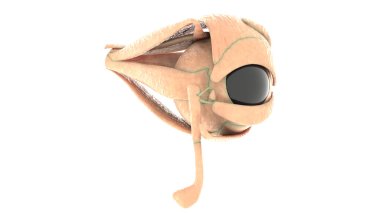 İnsan Organları Anatomisi (Göz). 3d