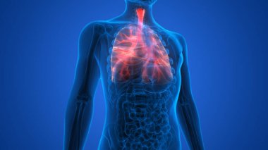 İnsan Solunum Sistemi Akciğerleri Anatomisi. Üç Boyut 