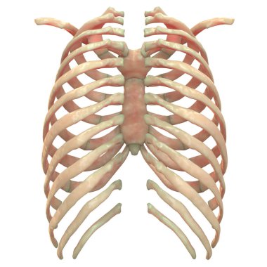 İnsan İskelet Sistemi Eksensel İskelet Anatomisi Posterior View. 3d 